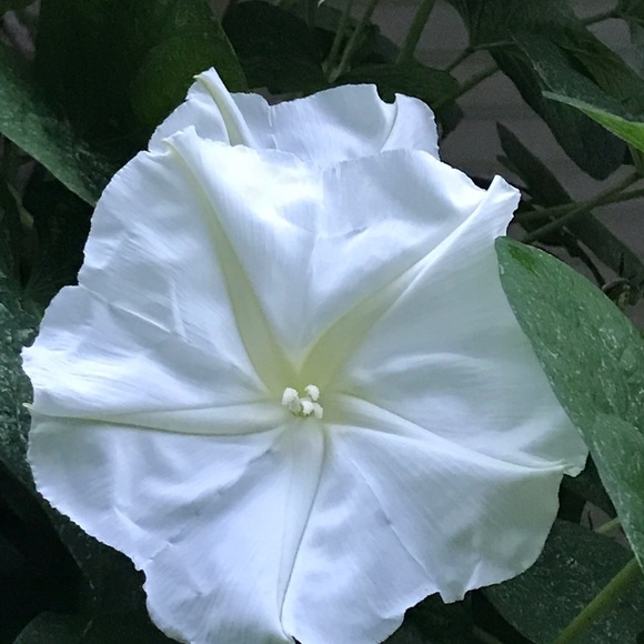 Meet your Posher, Paula - Picture 2 of 6